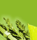 Sukkot