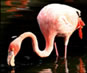 Flamingos